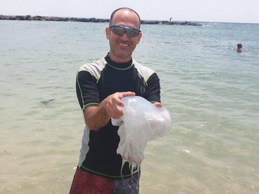 Медуза, выловленная из моря на одном из пляжей Бат-Яма. Фото: Мирит Голан (Фото: Мирит Голан) Медуза, выловленная из моря на одном из пляжей Бат-Яма. Фото: Мирит Голан