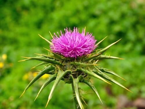 Расторопша. Фото: shutterstock