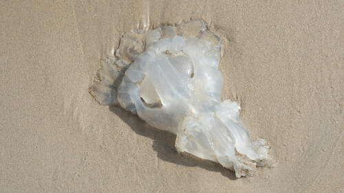 Токсины ропилемы уксус не нейтрализует. Фото: shutterstock (Фото: shutterstock) Токсины ропилемы уксус не нейтрализует. Фото: shutterstock