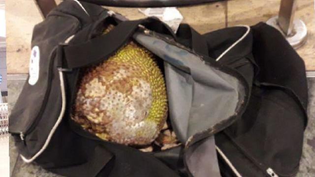 "Запретный плод" в Бен-Гурионе. Фото: министерство сельского хозяйства (צילום: משרד החקלאות) "Запретный плод" в Бен-Гурионе. Фото: министерство сельского хозяйства