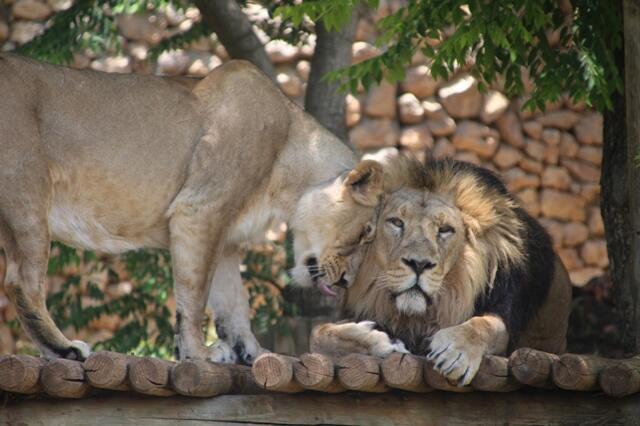 Фото: Эяль Адлер