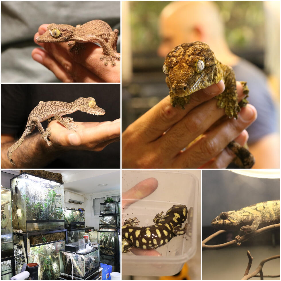 Все конфискованные рептилии были ввезены в Израиль нелегально. Фото: Янив Коэн (צילום: יניב כהן, רשות הטבע והגנים | דוברות המשטרה) Все конфискованные рептилии были ввезены в Израиль нелегально. Фото: Янив Коэн