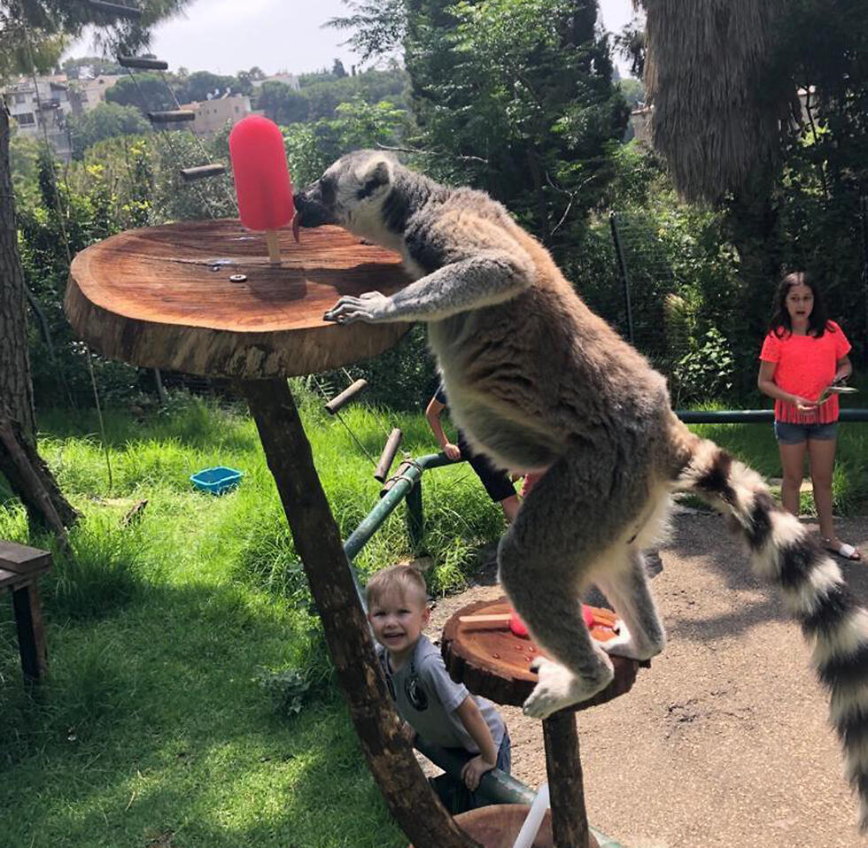 Лемур лакомится мороженым. Фото:  пресс-служба Хайфского зоопарка