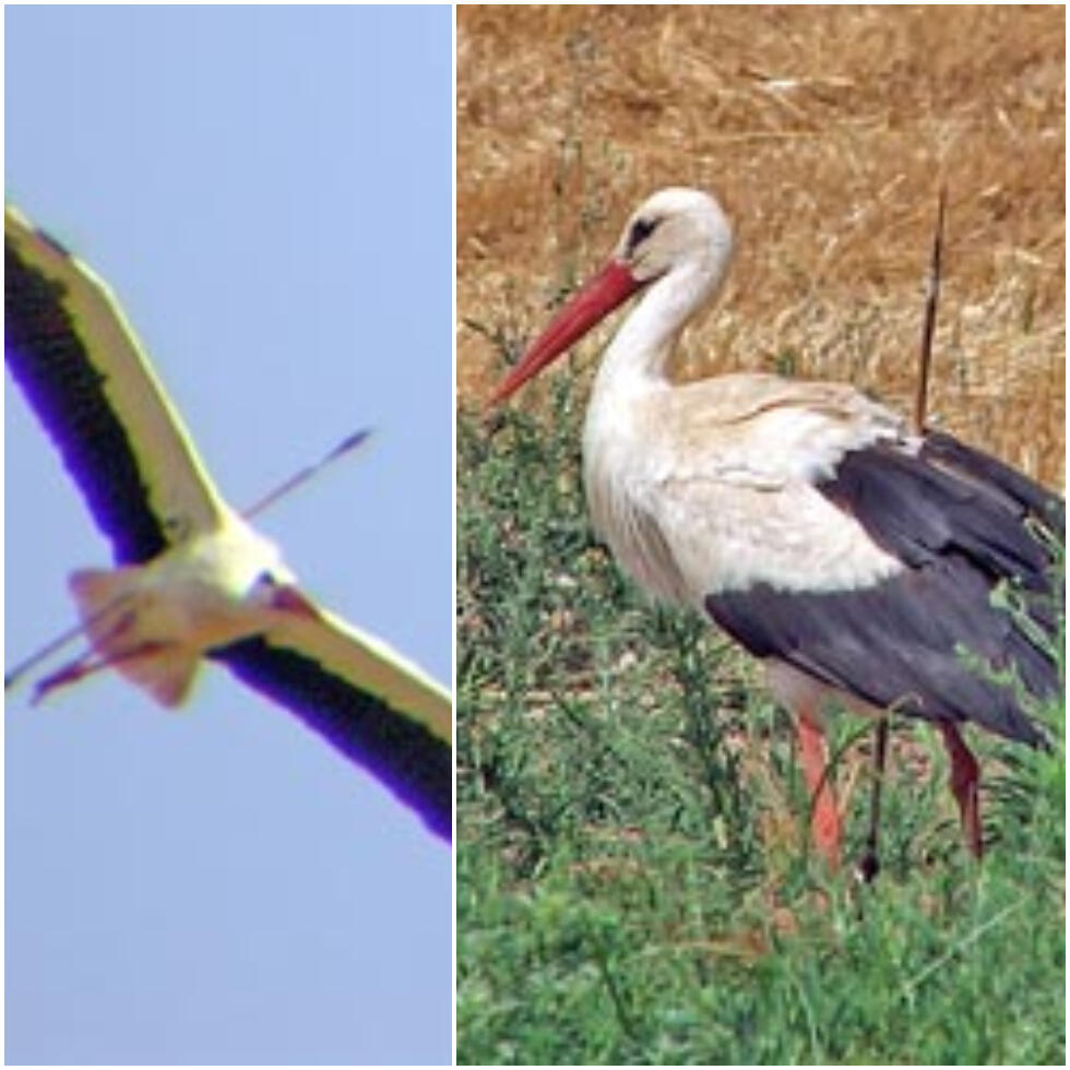 A stock with an arrow jabbed into it, who landed in Israel in 2006