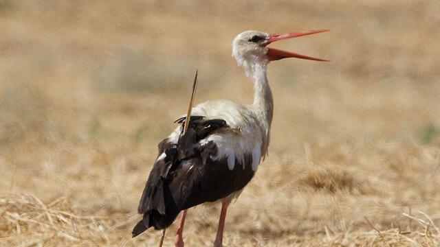 White Stock with a hunter's arrow jabbed into it