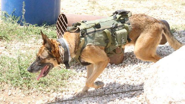 Собаки против туннелей. Фото: Моти Кимхи