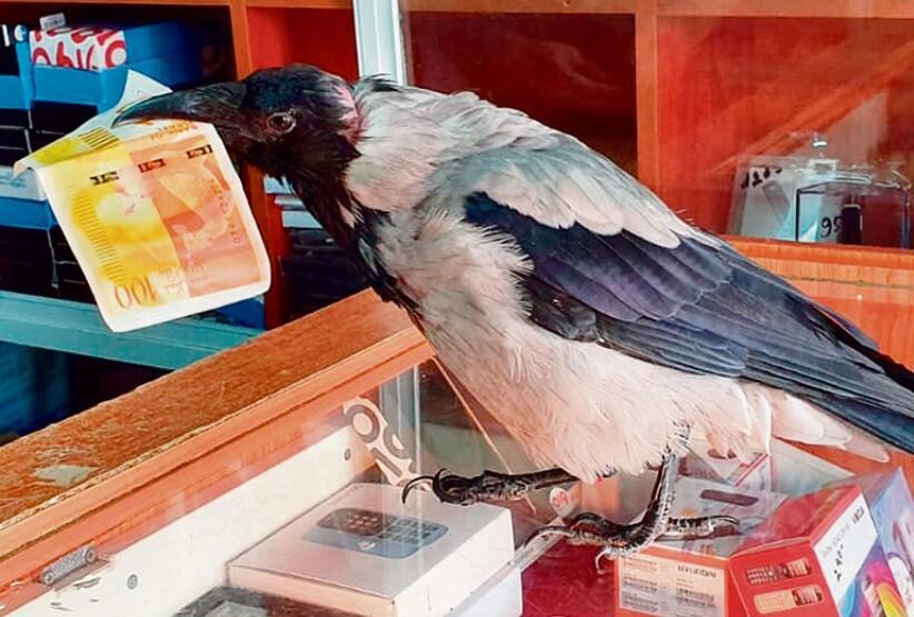 Ворон Савва. Фото: Лиор Эль-Хай (Фото: Лиор Эль-Хай) Ворон Савва. Фото: Лиор Эль-Хай