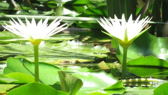 Пусть люди радуются красоте природы. Фото: Таль Карми (צילום: טל כרמי) Пусть люди радуются красоте природы. Фото: Таль Карми