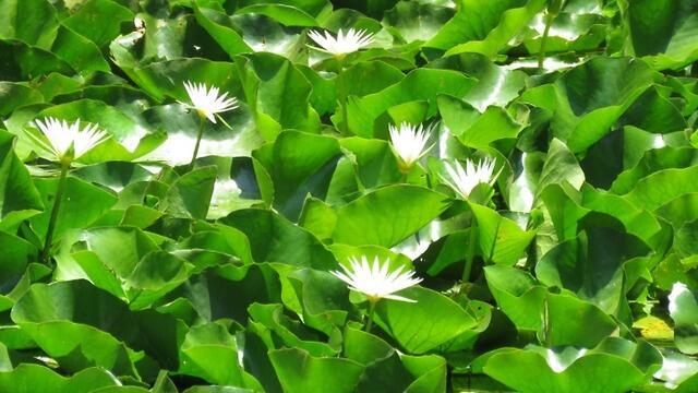 В заповеднике Тель-Афек лотос не рос целых 43 года. Фото: Таль Карми (צילום: טל כרמי) В заповеднике Тель-Афек лотос не рос целых 43 года. Фото: Таль Карми