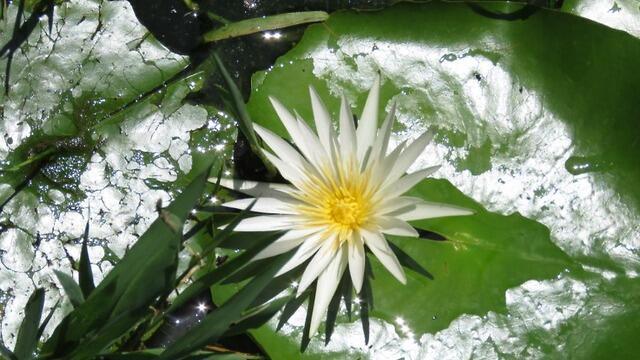 Голубой лотос в реке Ха-Яркон. Фото: Таль Карми (צילום: טל כרמי) Голубой лотос в реке Ха-Яркон. Фото: Таль Карми