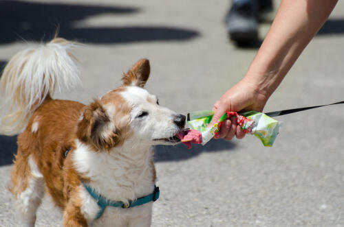 Собака, Израиль, мороженое. Фото: Lerner Vadim shutterstock (Собака, Израиль, мороженое. Фото: Lerner Vadim shutterstock) Собака, Израиль, мороженое. Фото: Lerner Vadim shutterstock