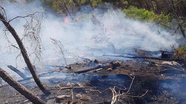 Пожар в лесу Черчилль. Фото: пожарная служба (צילום: דוברות כבאות והצלה מחוז צפון) Пожар в лесу Черчилль. Фото: пожарная служба