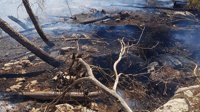 Пожар в лесу Черчилль. Фото: пожарная служба (צילום: דוברות כבאות והצלה מחוז צפון) Пожар в лесу Черчилль. Фото: пожарная служба