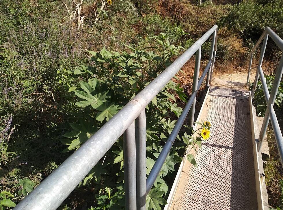 Дикий подсолнечник возле ручья Сорек. Фото: со страницы в фейсбуке