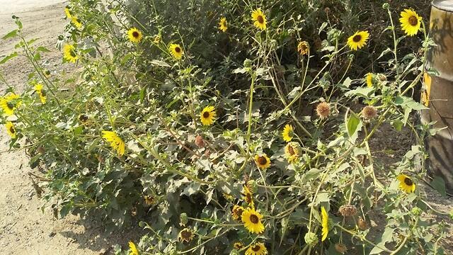 Дикий подсолнечник. Фото со страницы исследователей в фейсбуке