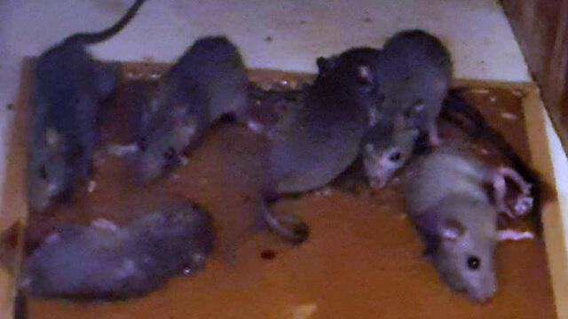 Крысы в шкафу студенческого общежитияnullnull Крысы в шкафу студенческого общежития