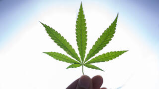 אילוס אילוסטרציה קנאביס מריחואנה