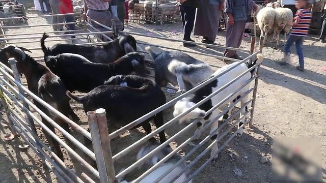 Базар в Хевроне. Фото: Гиль Йоханан