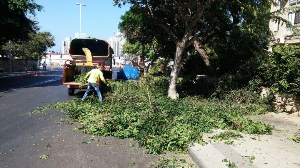 Китайцы работают лучше, и труд их дешевле. Фото: мэрия Бат-Яма