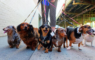 כלב כלבים מטיילים