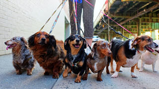 כלב כלבים מטיילים