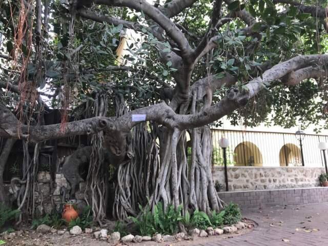 Фикус, оставшийся от прекрасного сада. Фото: Леон Левитас (Фото: Леон Левитас) Фикус, оставшийся от прекрасного сада. Фото: Леон Левитас