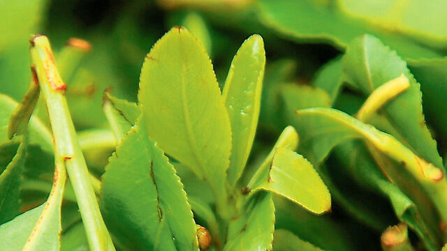 Khat plant 