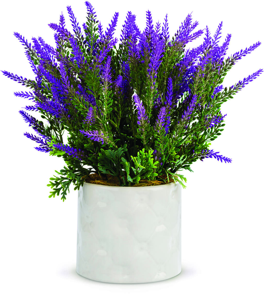 Lavender improves sleep quality (Photo: Shutterstock) עציץ לבנדר