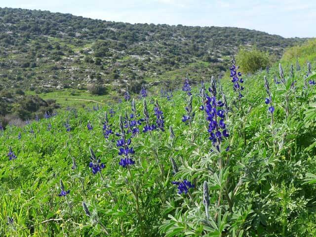 {Холм Соко весной. Фото: Амит Мендельсон