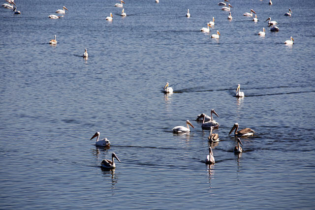 Со смотрового балкона можна понаблюдать за пеликанами. Фото: Ави Хиршфильд