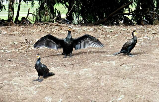 Бакланы. Фото: Леон Левитас