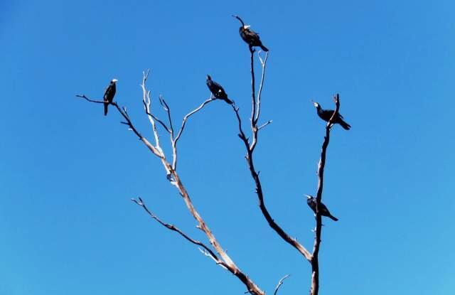 Бакланы прилетают к реке Хадера с октября по март. Фото: Леон Левитас