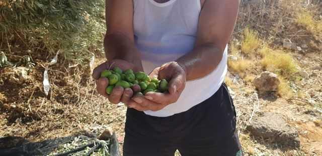 Фото: пресс-служба мэрии Реховота