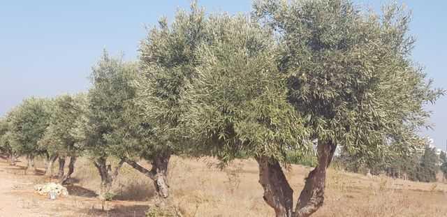 Фото: пресс-служба мэрии Реховота