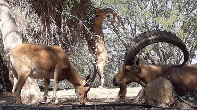 Негев. Фото: Итамар Гордон, Управление парков