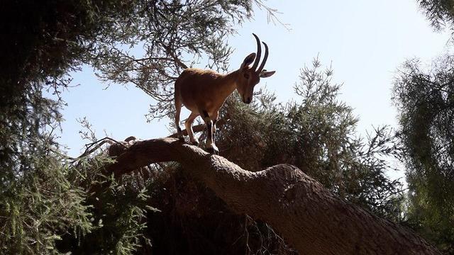 Негев. Фото: Итамар Гордон, Управление парками
