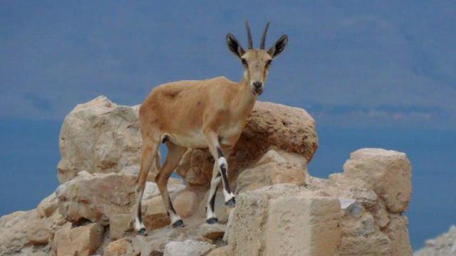 Эйн-Геди. Фото: Кумран Дан Фаркаш