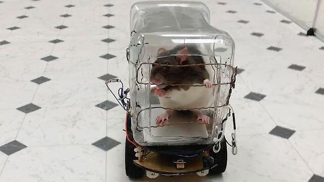 Крыса - участница опыта. Фото: AFP (צילום: AFP) Крыса - участница опыта. Фото: AFP