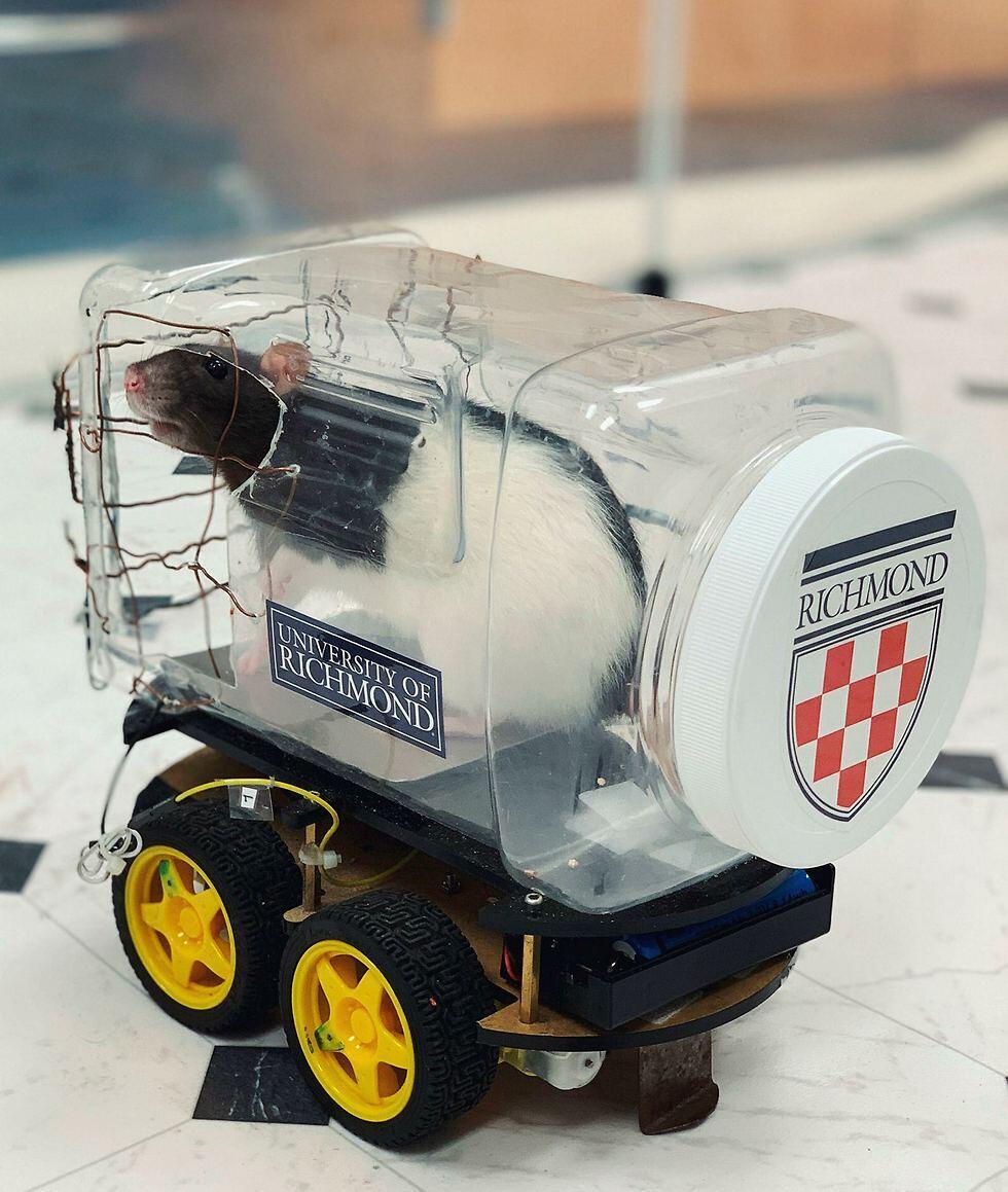 Крыса едет обедать. Фото: AFP (צילום: AFP) Крыса едет обедать. Фото: AFP