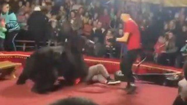 Медведь нападает на дрессировщика. Фото: Галина Гурьева, АР (צילום: AP, Galina Guryeva) Медведь нападает на дрессировщика. Фото: Галина Гурьева, АР