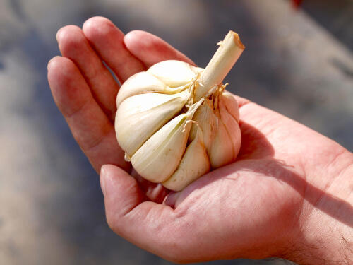 Фото: shutterstock