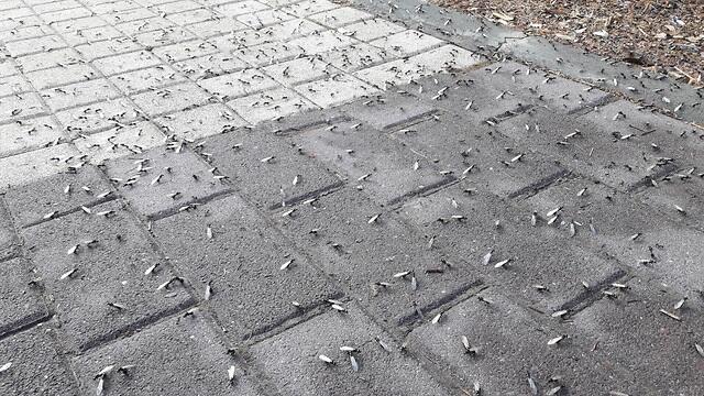 Летающие муравьи в Реховоте. Фото: Итай Нево, Институт Дэвидсона (צילום: איתי נבו, מכון דוידסון) Летающие муравьи в Реховоте. Фото: Итай Нево, Институт Дэвидсона