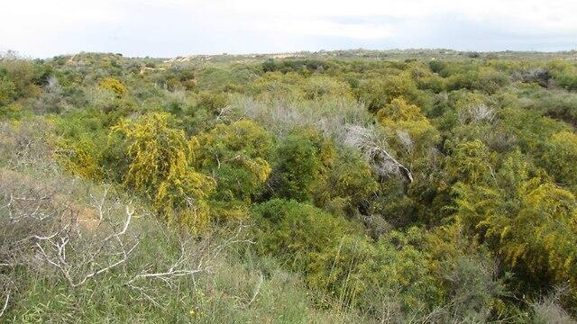 Так ивовая акация заполняет пространства и вытесняет другие растения. Фото: д-р Офри Габай, Общество охраны природы (צילום: ד"ר עופרי גבאי, החברה להגנת הטבע) Так ивовая акация заполняет пространства и вытесняет другие растения. Фото: д-р Офри Габай, Общество охраны природы