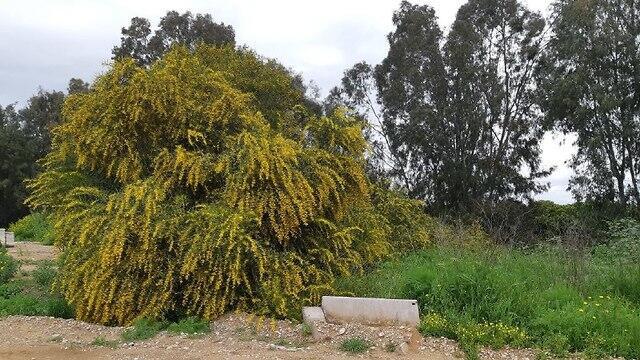Ивовая акация. Фото: Йонатан Саблески (צילום: יונתן סבלסקי) Ивовая акация. Фото: Йонатан Саблески