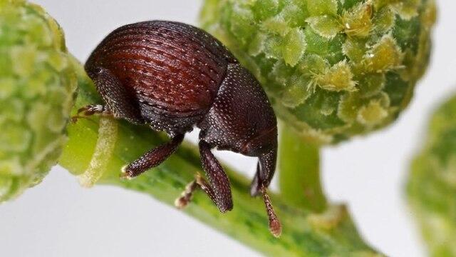 Долгоносик. Фото: Оз Райтнер (צילום: עוז ריטנר) Долгоносик. Фото: Оз Райтнер