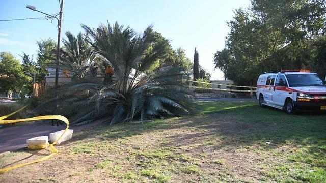 Palm tree which fell on 2 girls