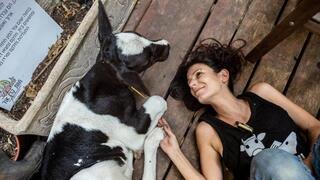 חיות בחוות קרן אור לחיות שעברו התעללות והזנחה