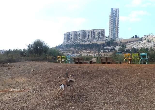 Долина газелей находится в городской черте. Фото: Леон Левитас