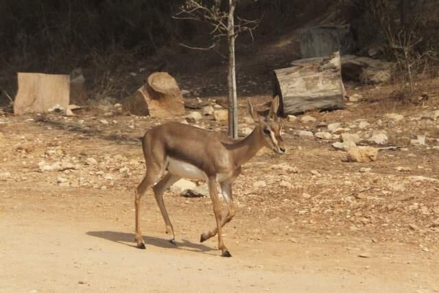 Израильская газель. Фото: Леон Левитас