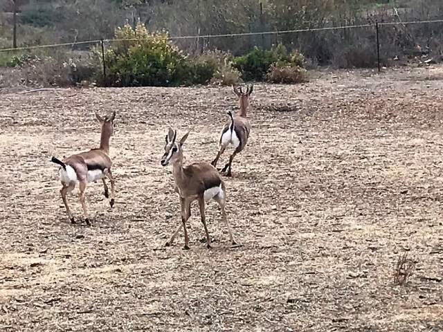 Поглазеть на газелей лучше в будние дни. Фото: Леон Левитас